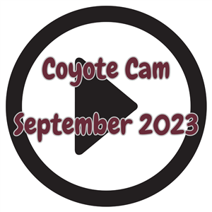 september coyote cam
